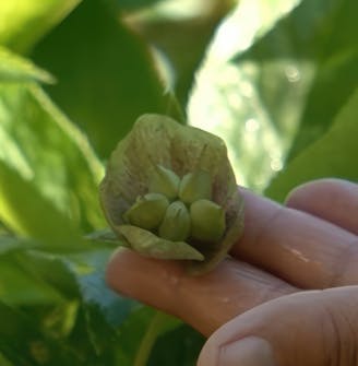 kirvat perennat kirvat perennat